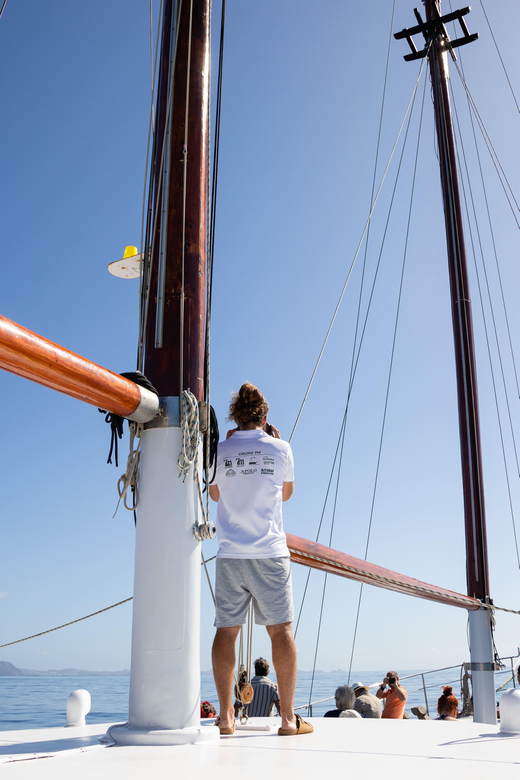 Madeira : Whales and Dolphins wooden boat excursion - Key things to know before you go