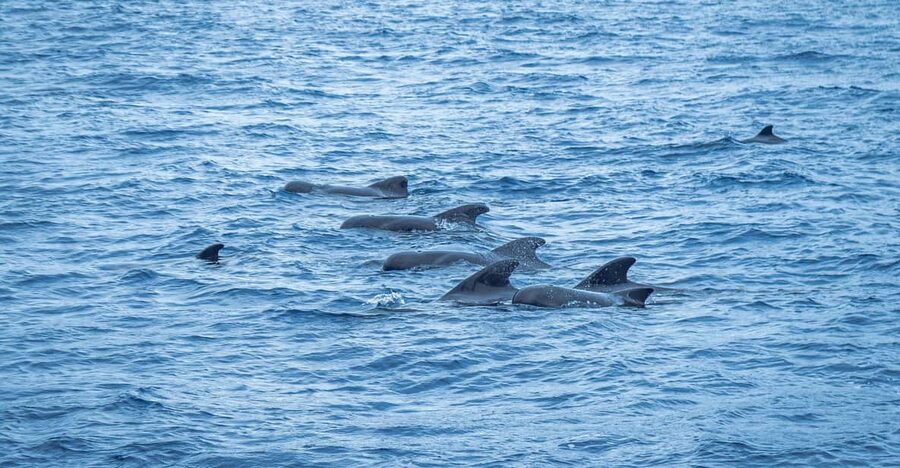 Madeira : Whales and Dolphins wooden boat excursion - How the Crew’s Search Works (and Why Some Trips Feel Better)