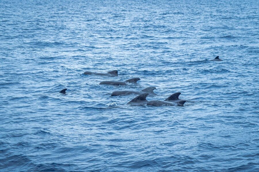Madeira : Whales and Dolphins wooden boat excursion - Dolphin and Whale Watching: What You Might See