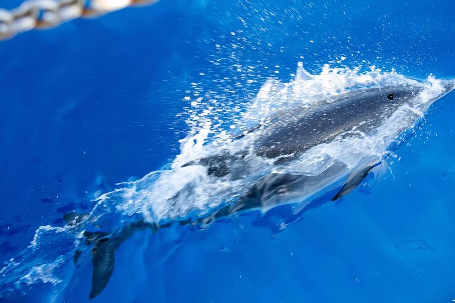 Madeira : Whales and Dolphins wooden boat excursion - Boat Comfort on a Wooden Excursion