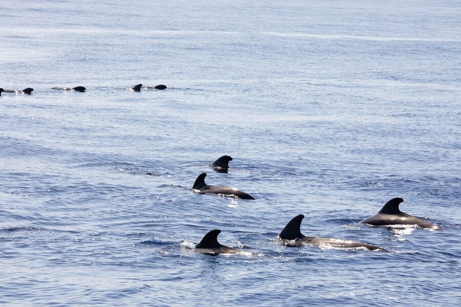 Madeira : Whales and Dolphins wooden boat excursion - Value for Money: Is It Worth About $41?