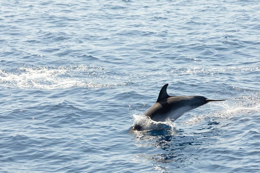 Madeira : Whales and Dolphins wooden boat excursion - Who This Trip Suits Best (and Who Might Want Another Plan)