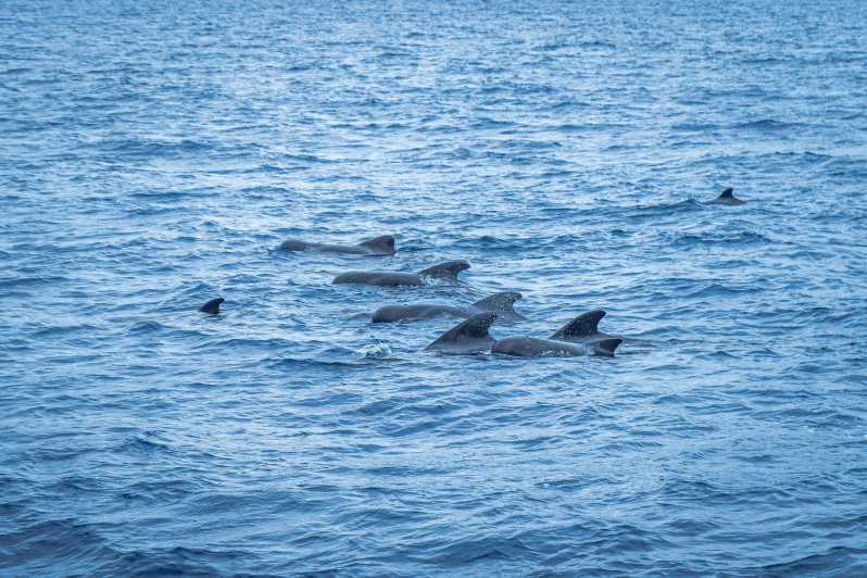 Madeira : Whales and Dolphins wooden boat excursion - What the 3-Hour Time Block Is Like on the Water