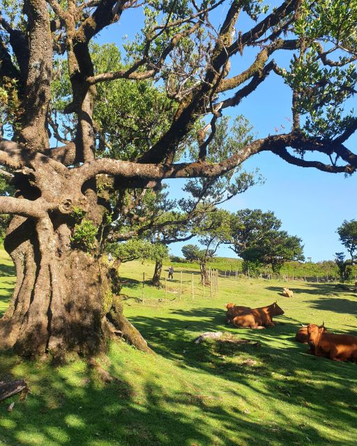 Madeira Wild West 4X4 Tour Safari - Who should book this Madeira Wild West 4x4 safari?