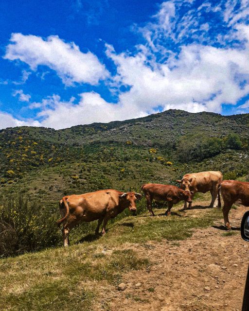 Madeira Wild West 4X4 Tour Safari - Price and value: is the $56 per person a smart buy?