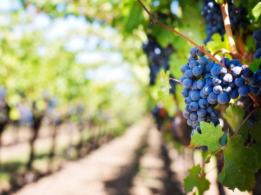 Madeira: Wine Safari Jeep Tour with Local Guide - Getting Started in Funchal: Pickup Makes It Easy