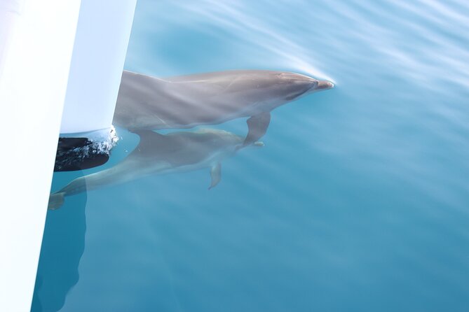Magic Dolphin Celebrity - Why the boat size changes everything for viewing