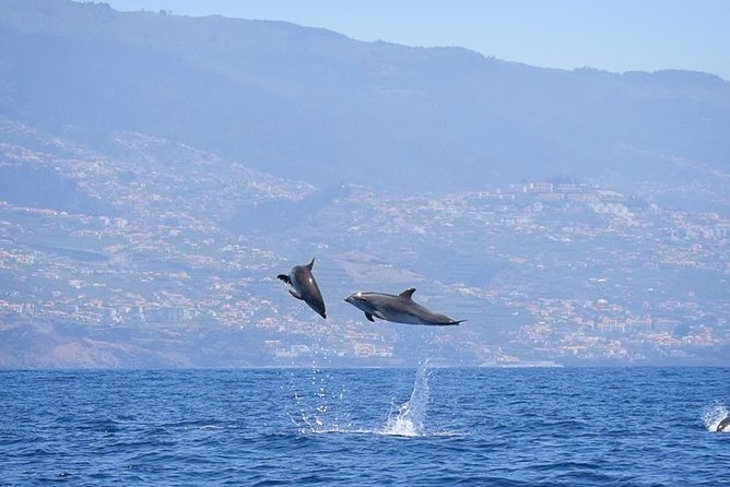 Magic Dolphin Celebrity - Gabo Girao swim option in summer, and the timing reality
