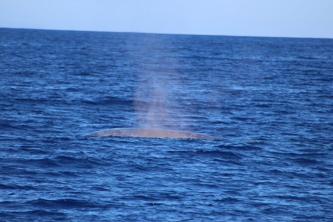 Magic Dolphin Celebrity - The return cruise: Funchal bays and the Reid’s Hotel angle