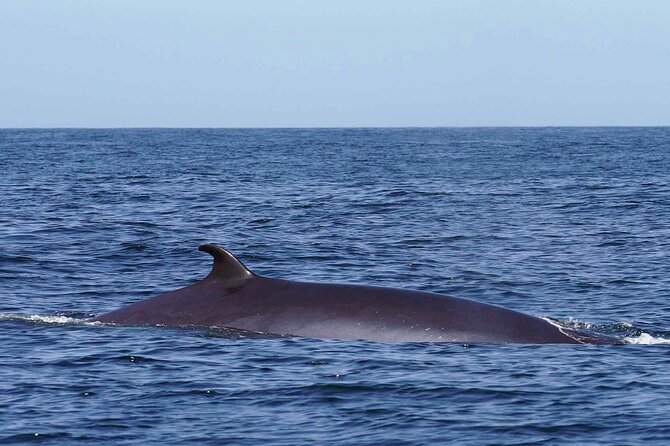Magic Dolphin Sea Safaris - A speedboat safari that actually chases sightings