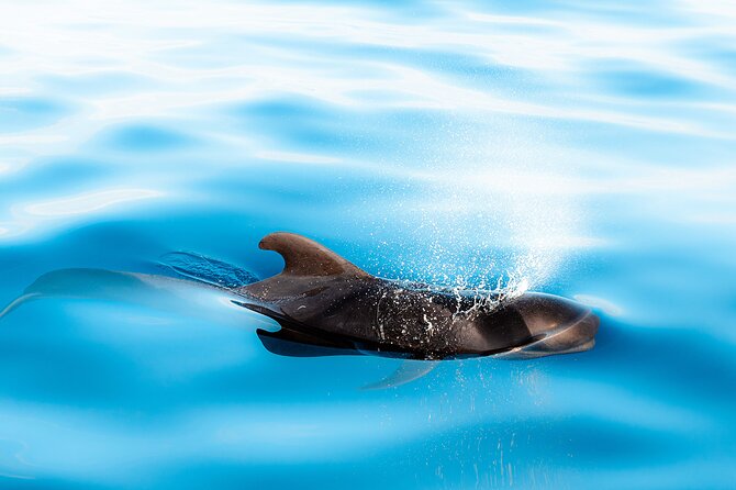 Magic Dolphin Sea Safaris - What you might see off Madeira, and why it is never guaranteed
