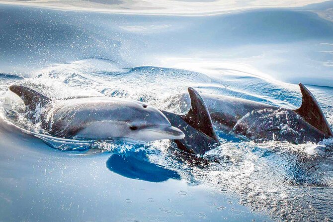 Magic Dolphin Sea Safaris - Comfort on a fast boat: views are great, motion is real