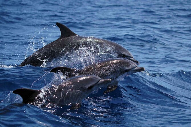 Magic Dolphin Sea Safaris - Price and value: what $60.49 buys you