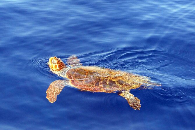 Magic Dolphin Sea Safaris - Who should book Magic Dolphin Sea Safaris?