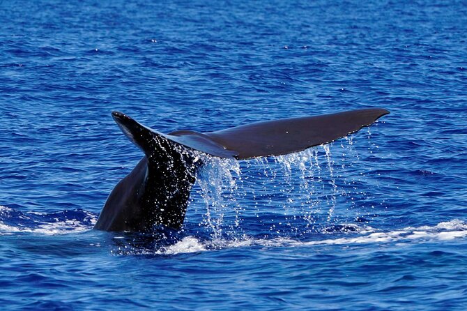 Magic Dolphin Sea Safaris - Should you book this Madeira dolphin and whale safari?