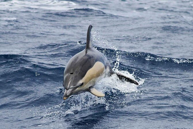 Magic Dolphin Sea Safaris - Spotters, binoculars, and the guide who turns sightings into learning