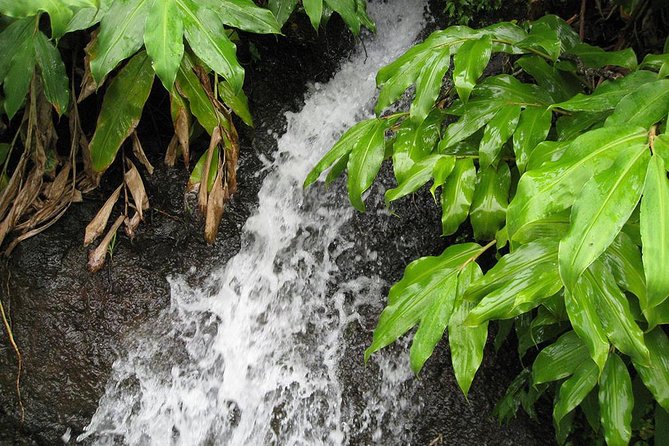 Maroços Mimosa Valley Levada Walk from Funchal - Value for money, and what’s really included