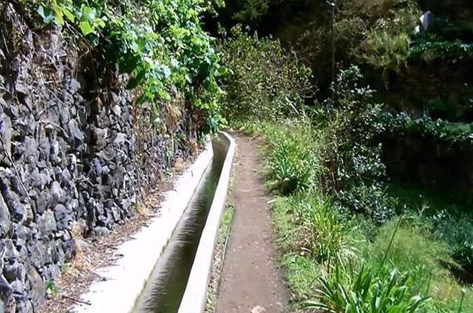 Mimosa Valley Walk - Yellow mimosas, the smell in the air, and what you’ll notice as you walk