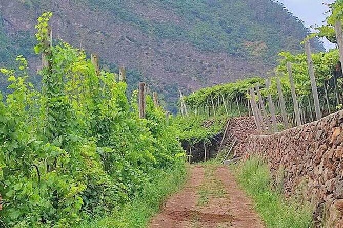 North Tour & Wine Tasting - 4x4 (Small Groups) - Porto da Cruz again, viewpoints and a coastal crossing feel