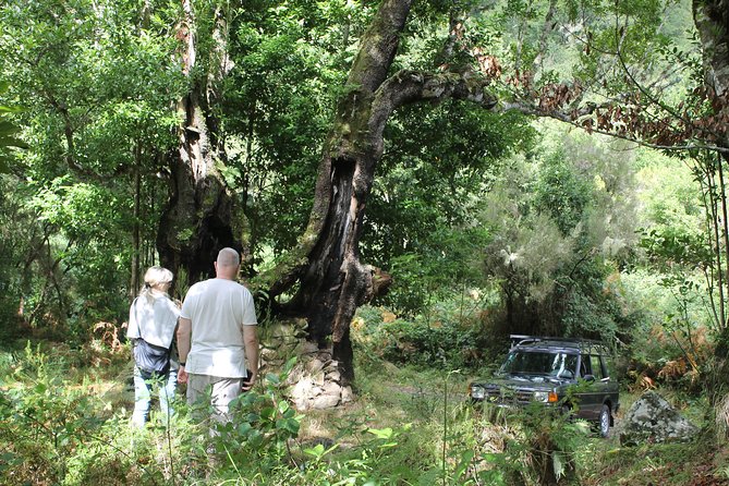 North Tour & Wine Tasting - 4x4 (Small Groups) - Past Ilha and through the small passing moments
