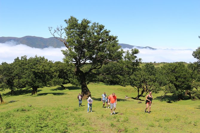 Northwest Terraces and Volcanic Pools 4x4 Full Day Tour - Seixal, lava pools at Poca das Lesmas, and Veu da Noiva