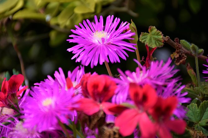 Paradise Valley Beauty Walk - Serra do Faial on foot: what you’ll actually experience