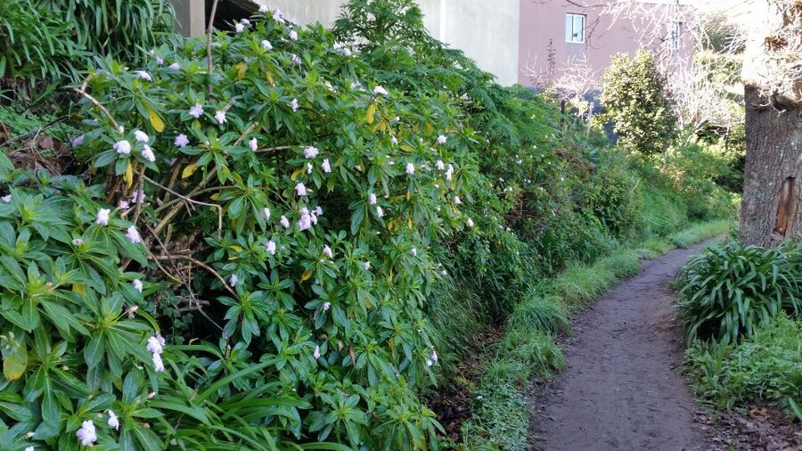 Paradise Valley half-day morning walk. - Camacha Village views, plus the cultural context you’ll notice