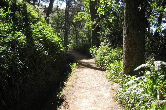 Paradise Valley - Levada Walk - Key Things You’ll Notice on This Madeira Levada Walk