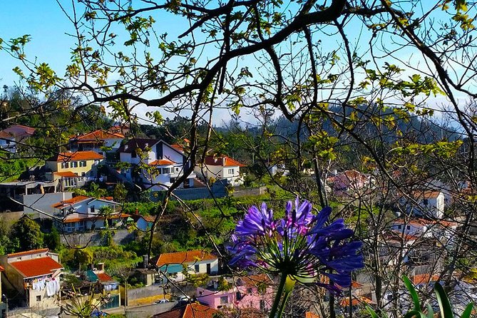 Paradise Valley - Levada Walk - Price and Value: Is $39.54 a Good Deal?
