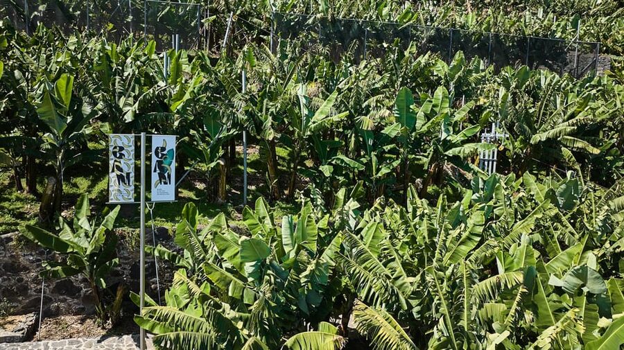 Ponta Do Sol : Madeira Banana Museum guided tour - Who should book this tour, and who might skip it