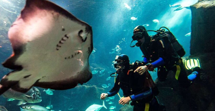 Porto Moniz: Diving with Sharks and Rays in Madeira Aquarium - Key highlights I’d plan my day around