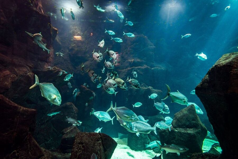 Porto Moniz: Diving with Sharks and Rays in Madeira Aquarium - Madeira Aquarium in Porto Moniz: the setting that makes this work
