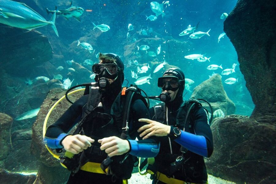 Porto Moniz: Diving with Sharks and Rays in Madeira Aquarium - Pre-tank briefing and pool practice that builds confidence fast