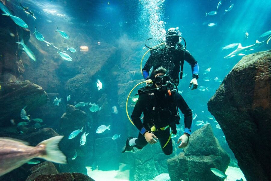 Porto Moniz: Diving with Sharks and Rays in Madeira Aquarium - What to bring and how to prepare for the natural pool and the tank