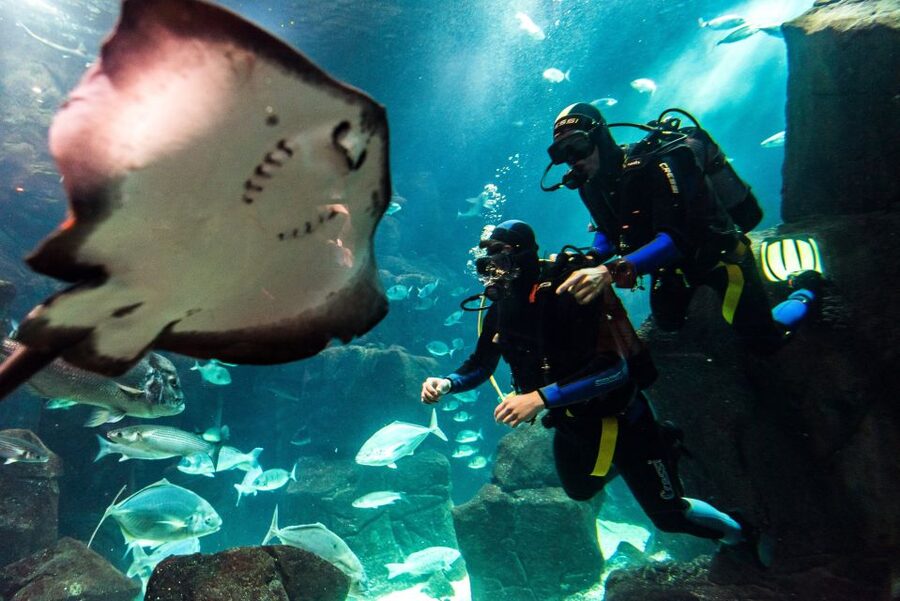 Porto Moniz: Diving with Sharks and Rays in Madeira Aquarium - The guided aquarium tour, plus a look at the technical zone