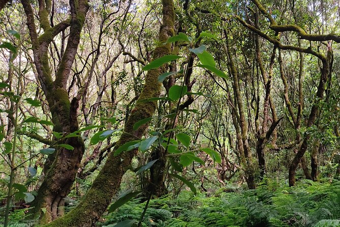 PR9 Caldeirão Verde Queimadas Levada Self-Guided Hiking Transfer - Cafe, gardens, and the end-point comfort factor