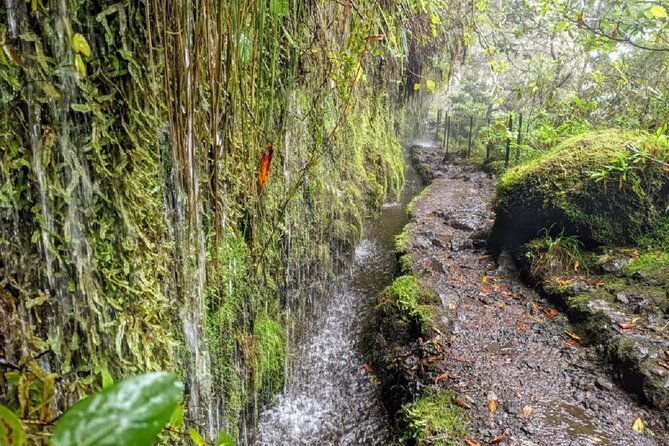 PR9 Caldeirão Verde Queimadas Levada Self-Guided Hiking Transfer - Weather and route changes: what to do if the levada is closed