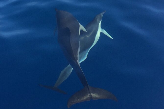 Private Dolphin and Whale Watching Tour in Madeira - Whales and Dolphins: What You’re Paying For, and What You Can’t Control