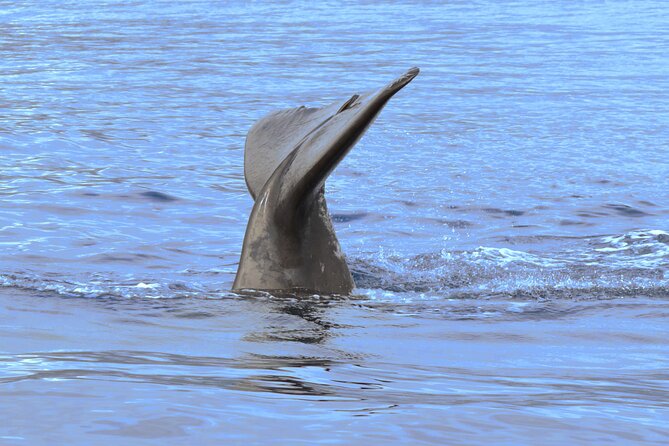 Private Dolphin and Whale Watching Tour in Madeira - Drinks, Comfort, and the Little Things That Change Your Day