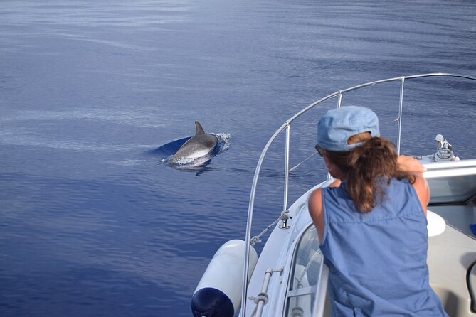 Private Dolphin and Whale Watching Tour in Madeira - Timing Matters: Sunset Departures Trade Whales for Swim and Sparkling Wine