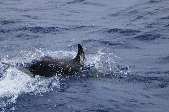 Private Dolphin and Whale Watching Tour in Madeira - Who This Tour Fits Best (and Who Might Skip It)