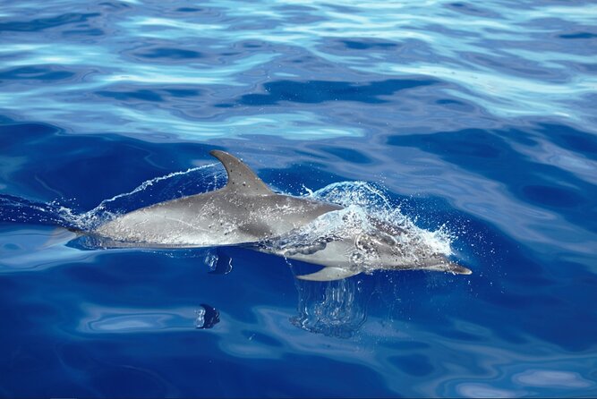 Private Dolphin and Whale Watching Tour in Madeira - Snorkeling Setup, Towels, and the Post-Swim Shower That You’ll Thank Yourself For