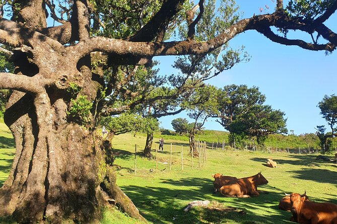 Private Full Day Tour by Jeep 4x4 West Side Madeira - Porto Moniz natural swimming pools: lunch and volcanic water time
