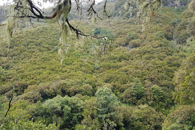 Private Guided Walk Levada 25 Fontes - Birdlife and endemic plants: the guide’s calm “look closer” approach