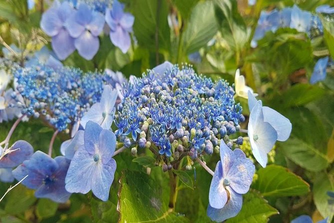 Private Halfday Flower Palheiro Gardens Tour - Weather and comfort: dress for cool garden air