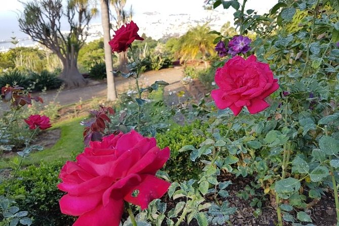 Private Halfday Madeira Garden Tour - Guide style: history, plants, and real pacing
