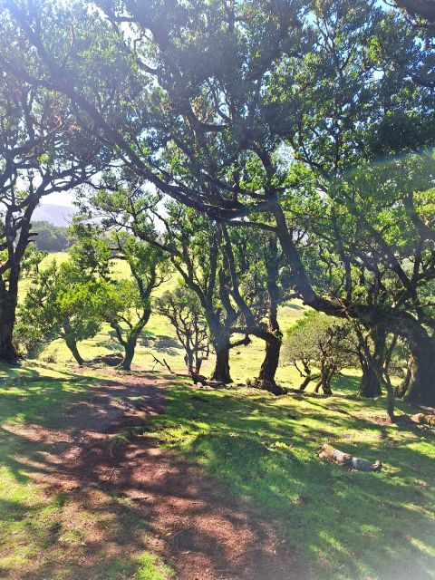 Private Madeira Highlights Full Day Tour - Timing, Pacing, and When You Can Add Lunch or Swim