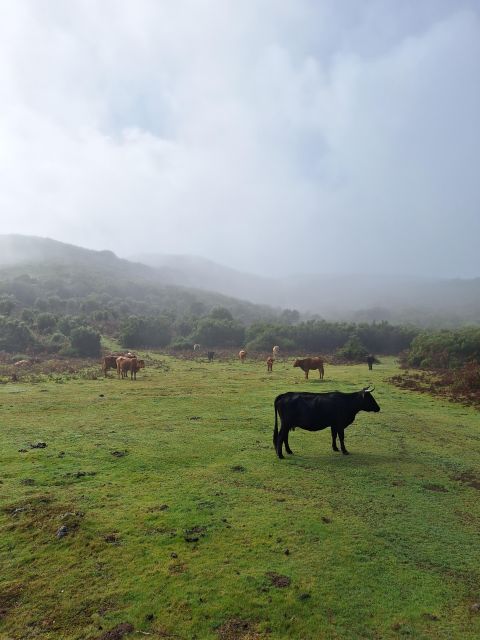 Private Madeira Highlights Full Day Tour - Price and Value for $111 Per Person