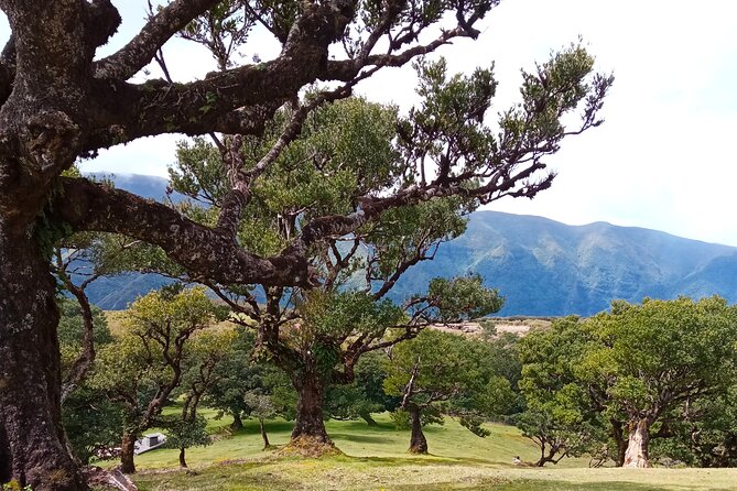 Private Madeira Island Tour: The Most Complete 8-Hour Experience - Stop 5: Vereda do Fanal and walking among old laurel trees