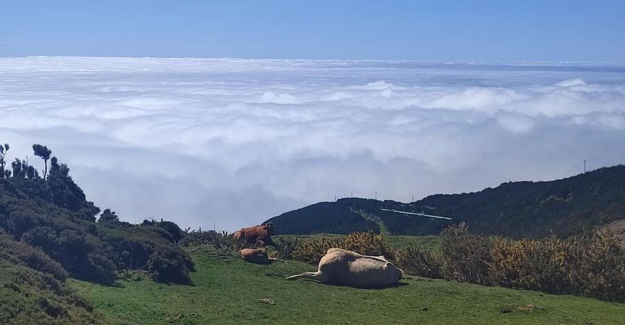 Private Minubus 8 seater - West Madeira Day: Cabo Girão, Câmara de Lobos, and Forest Views